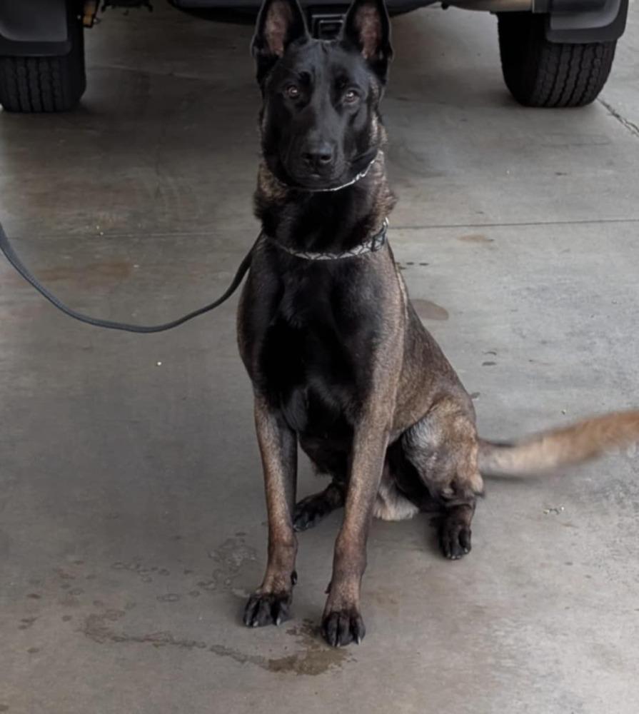 Max located in Santa Ana CA, Adoptable, Young Male Belgian Shepherd / Malinois.