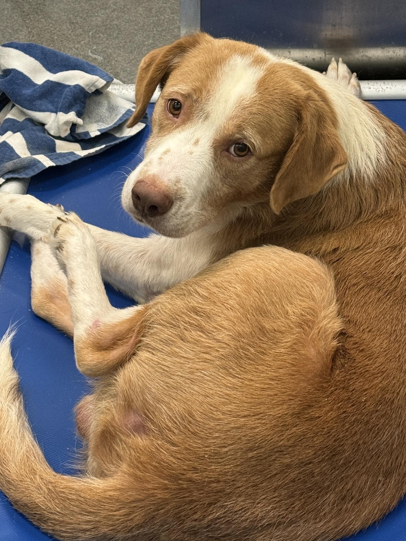 Dog for adoption Canelo, a Brittany Spaniel Mix in Ridgefield, NJ