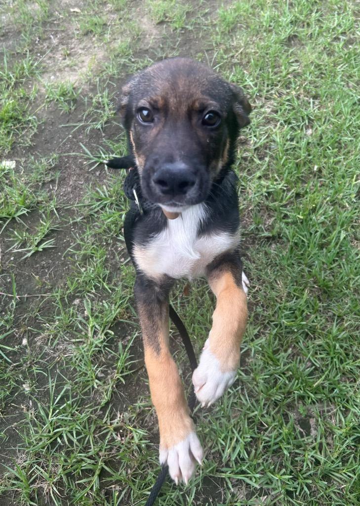 Sebastian, Adoptable, Puppy Male Labrador Retriever.
