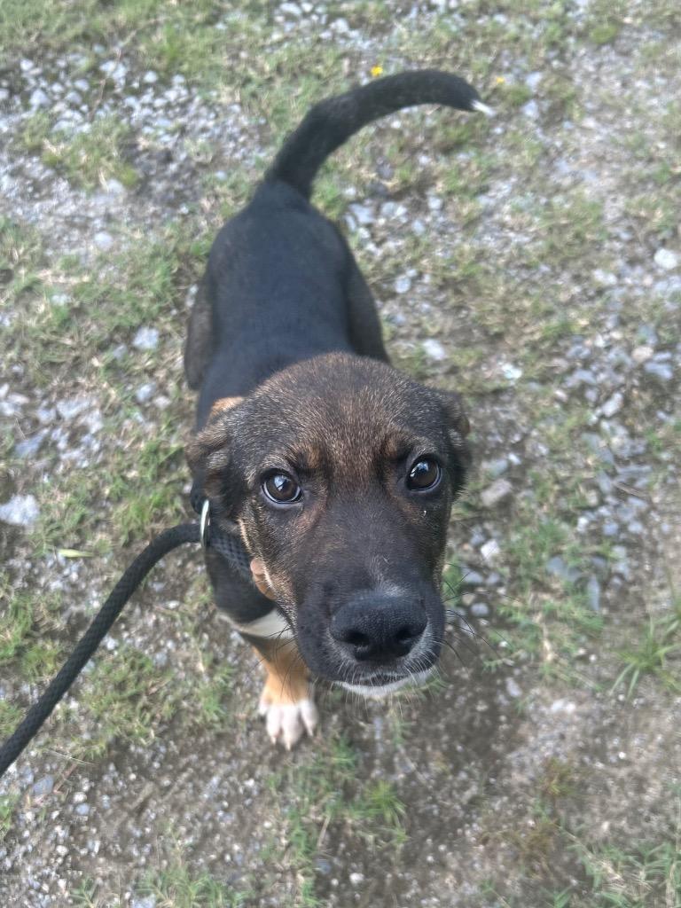Enlarge Sebastian, a Adoptable Labrador Retriever in Benton, AR image 2/2