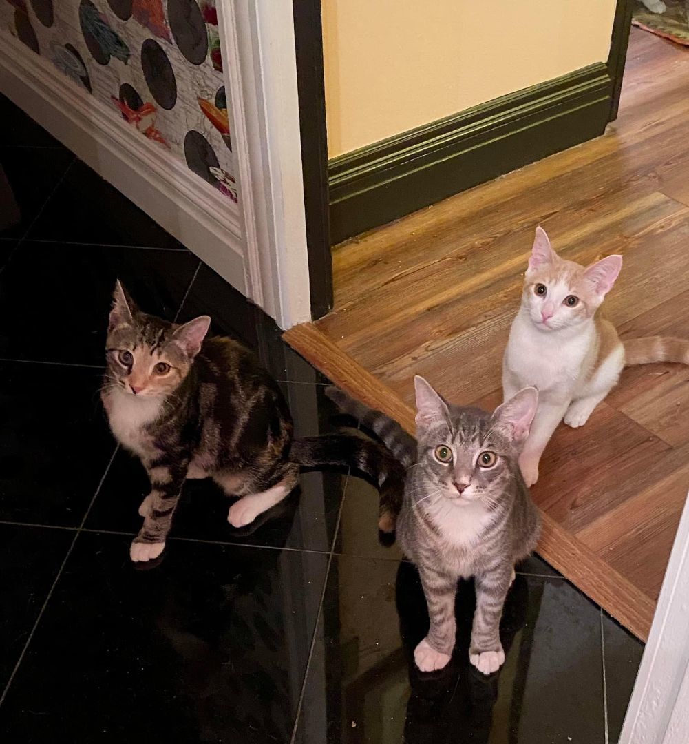 Indy, Adopted, Kitten Female Domestic Short Hair.