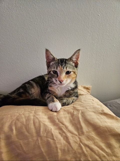 Indy, a Adopted Domestic Short Hair in Florham Park, NJ image 2/15