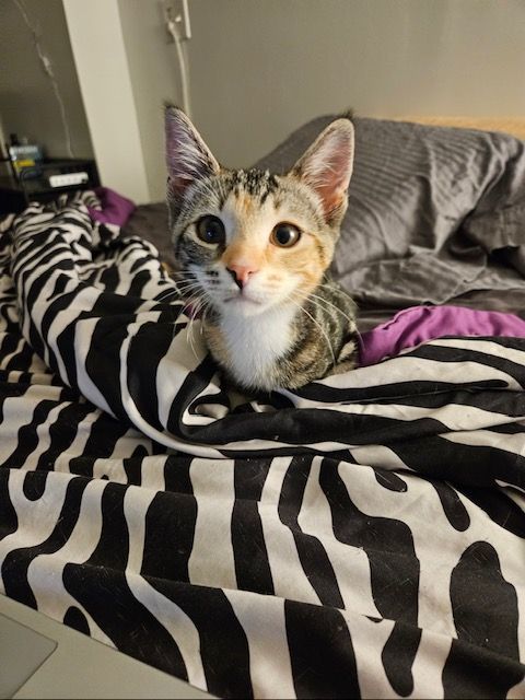 Indy, a Adopted Domestic Short Hair in Florham Park, NJ image 3/15