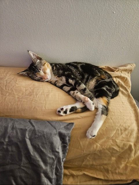 Indy, a Adopted Domestic Short Hair in Florham Park, NJ image 4/15