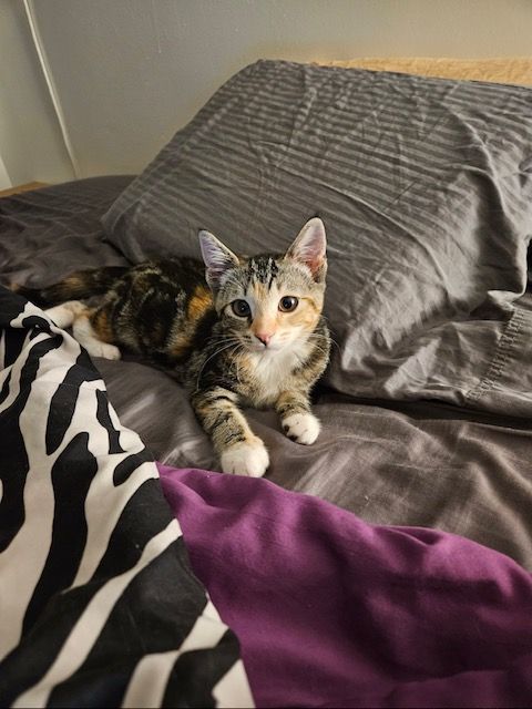 Indy, a Adopted Domestic Short Hair in Florham Park, NJ image 5/15