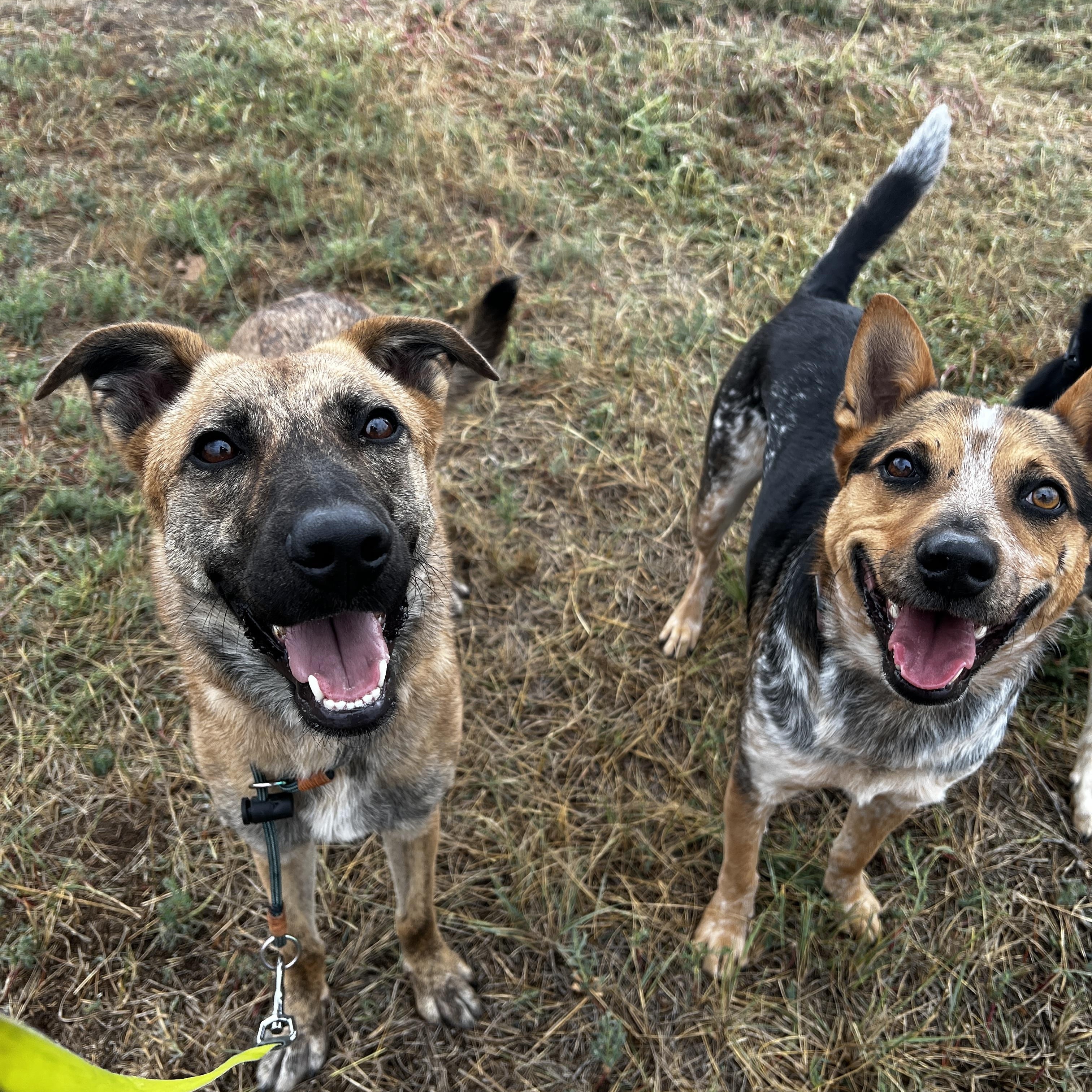 Enlarge Abby, a Adoptable mixed breed in Fort Collins, CO image 6/6