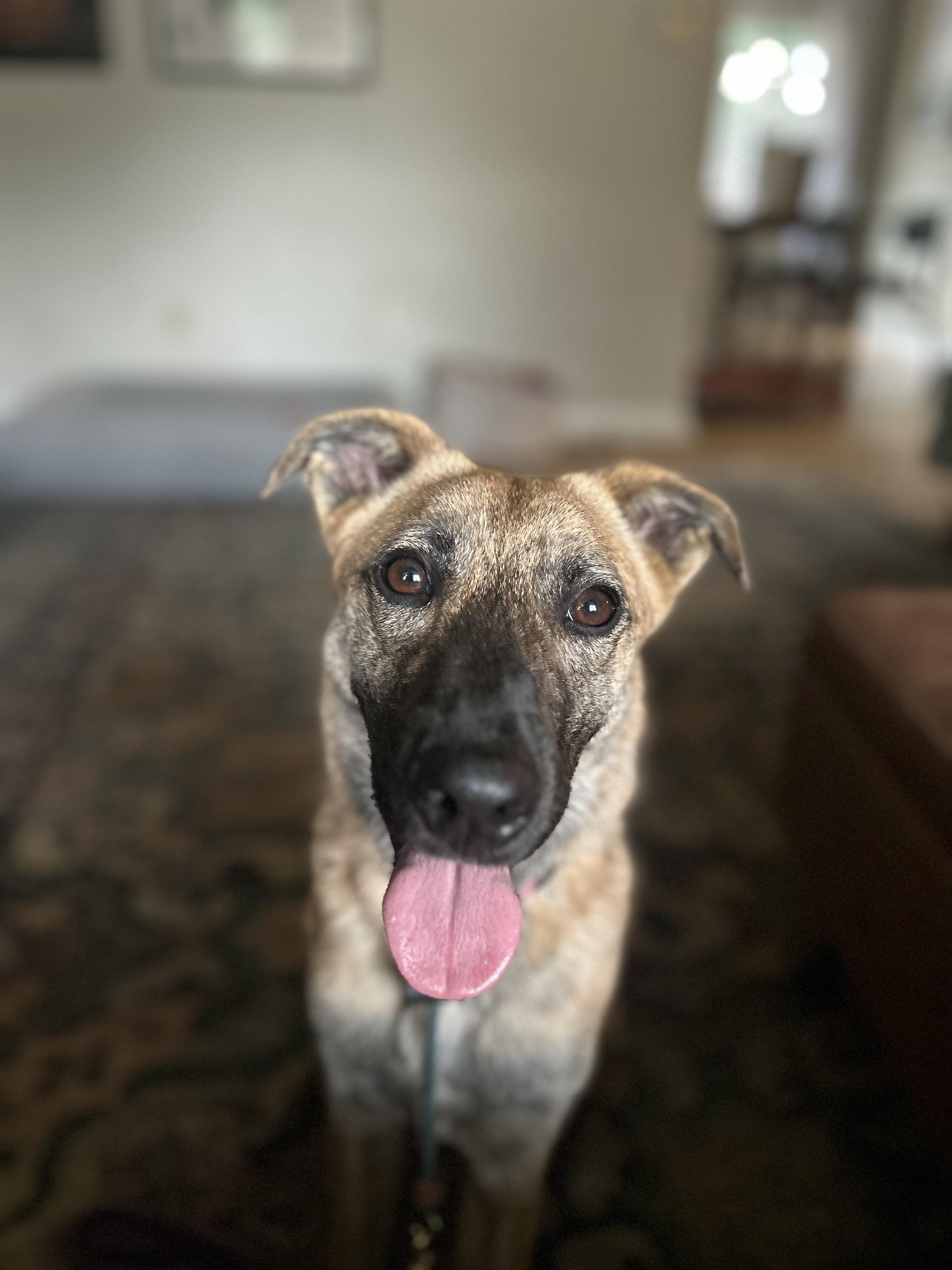 Abby, Adoptable, Young Female Dutch Shepherd & Australian Cattle Dog / Blue Heeler.