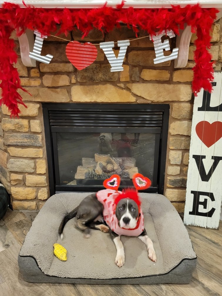 TEETER, Adoptable, Adult Female Terrier.