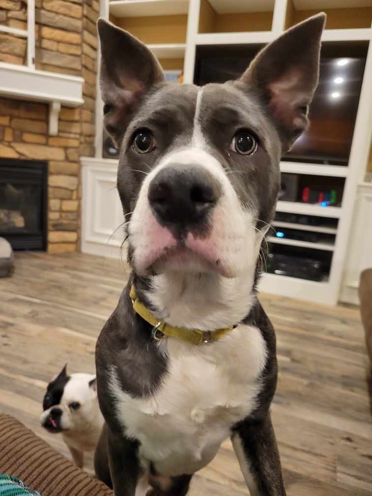 Enlarge TEETER, a Adoptable mixed breed in Marysville, WA image 2/3