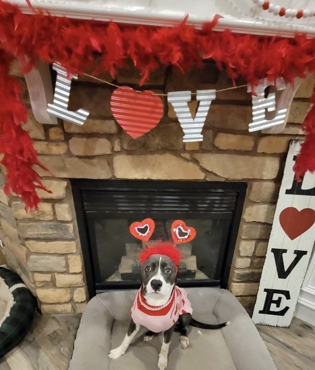 Enlarge TEETER, a Adoptable mixed breed in Marysville, WA image 3/3