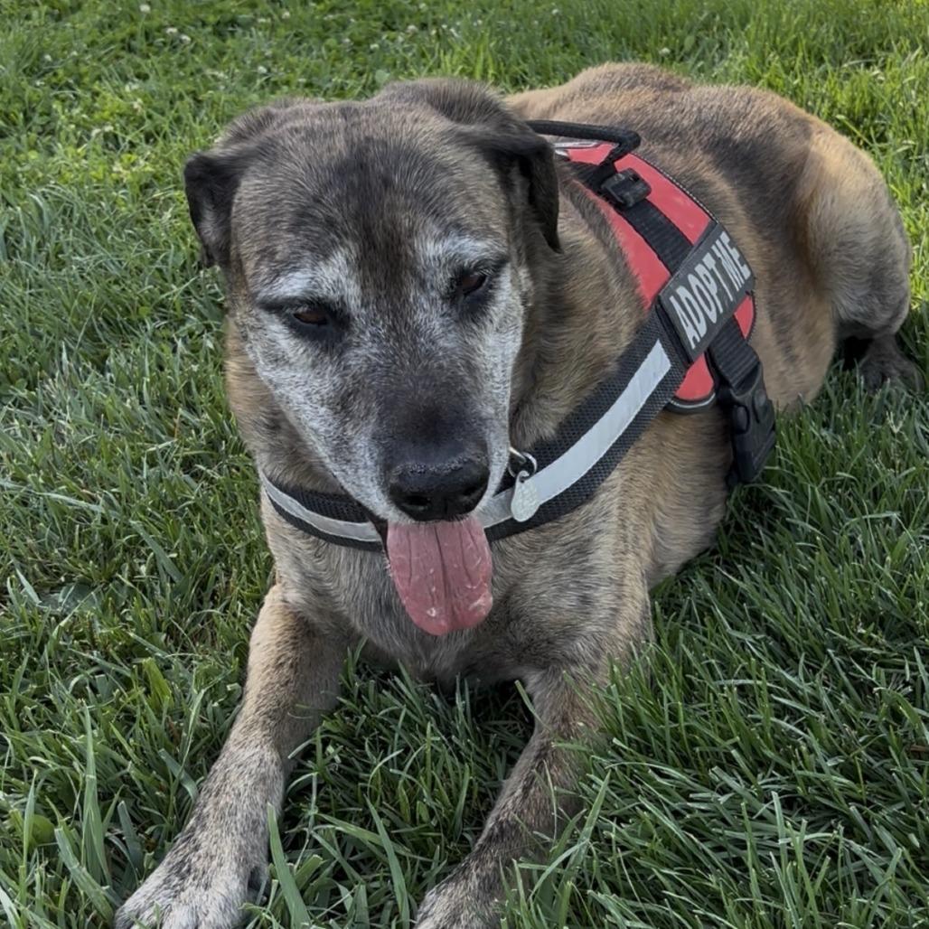 Enlarge JD, a Adoptable mixed breed in Pahrump, NV image 1/4