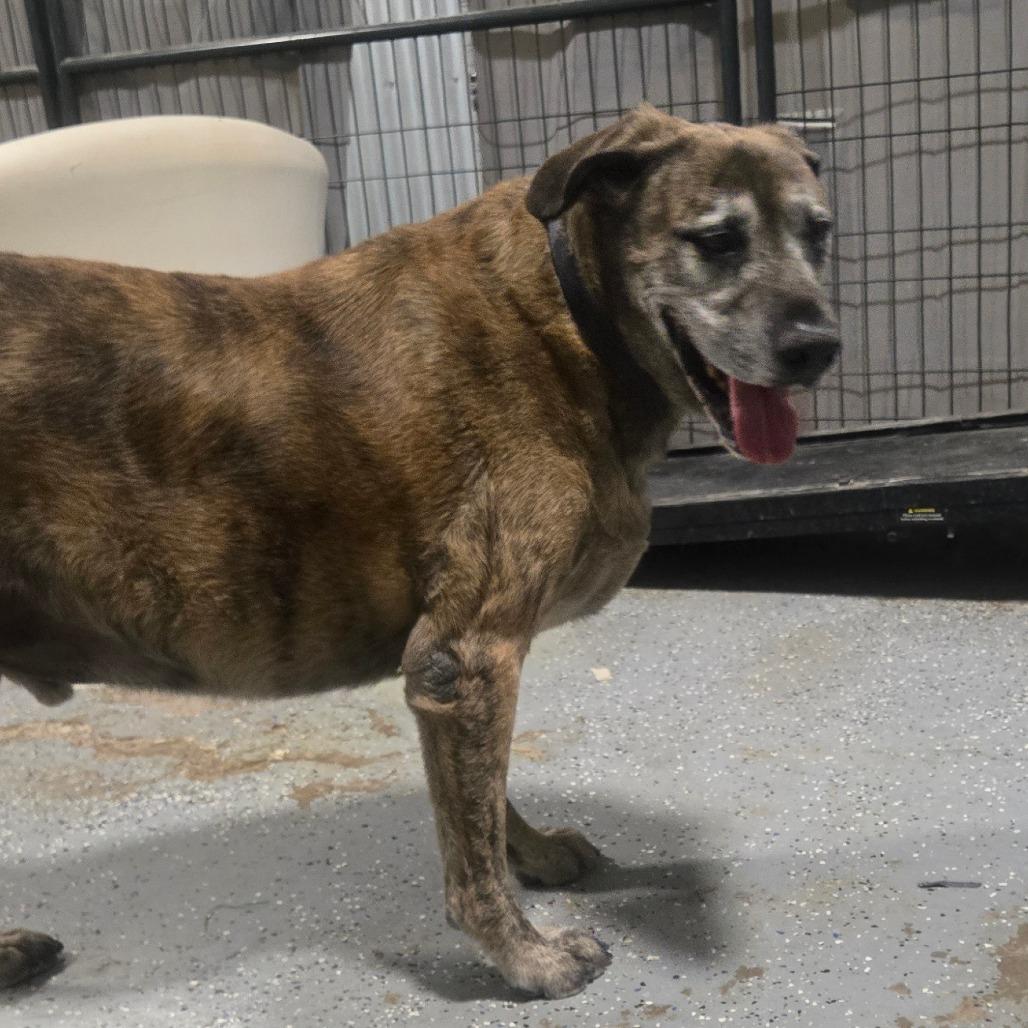 Enlarge JD, a Adoptable mixed breed in Pahrump, NV image 2/4