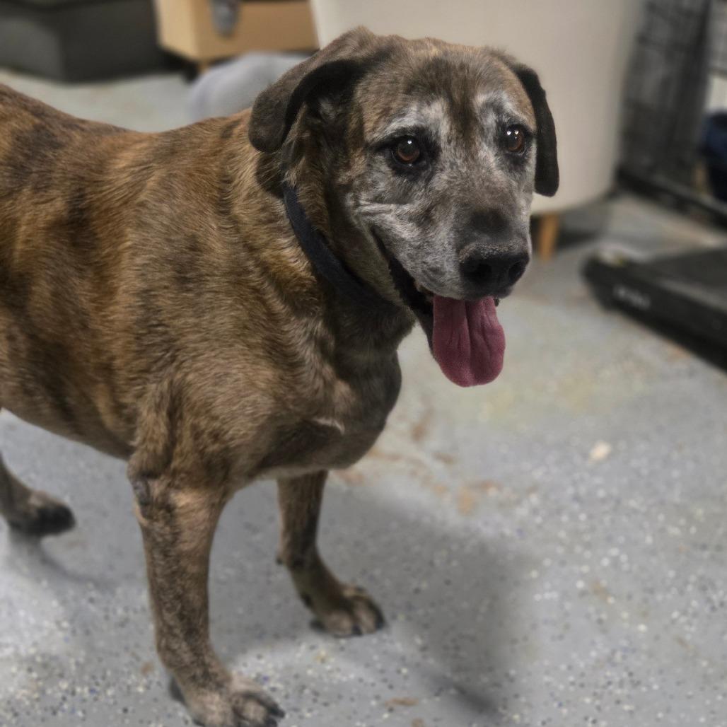 Enlarge JD, a Adoptable mixed breed in Pahrump, NV image 3/4