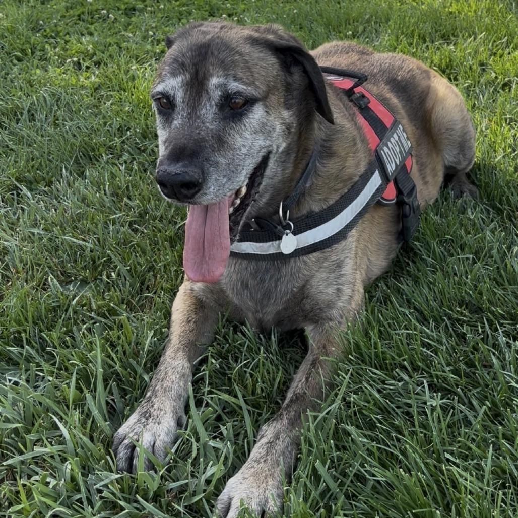 Enlarge JD, a Adoptable mixed breed in Pahrump, NV image 4/4
