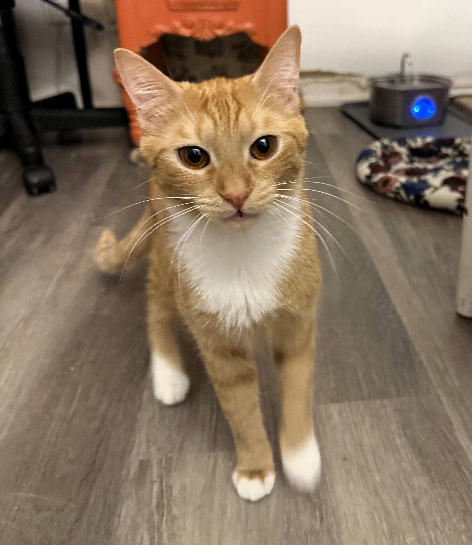 Farrah, Adoptable, Adult Female Domestic Short Hair & Tabby.