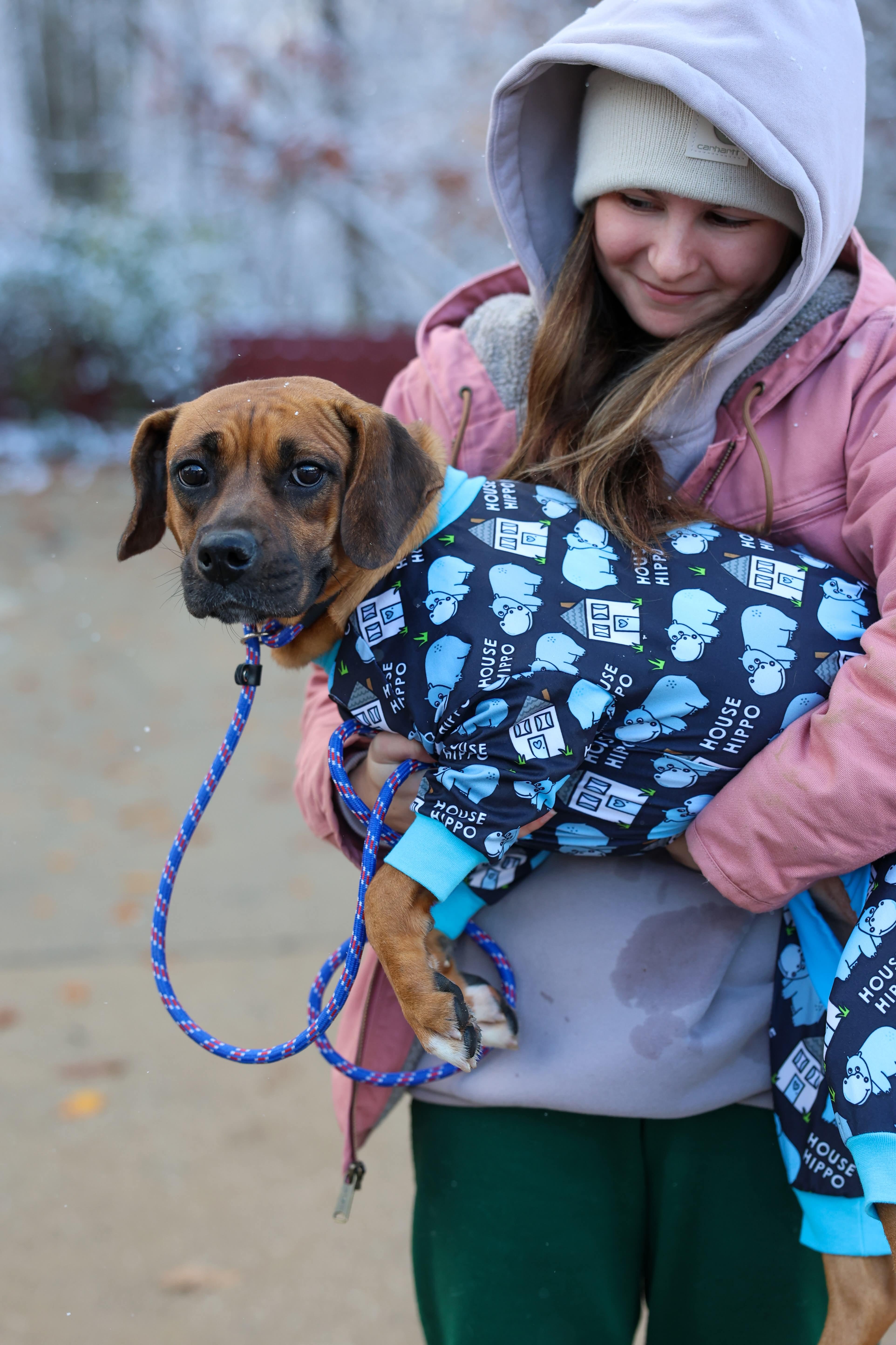 Enlarge Velma, a Adoptable mixed breed in North Olmsted, OH image 1/3