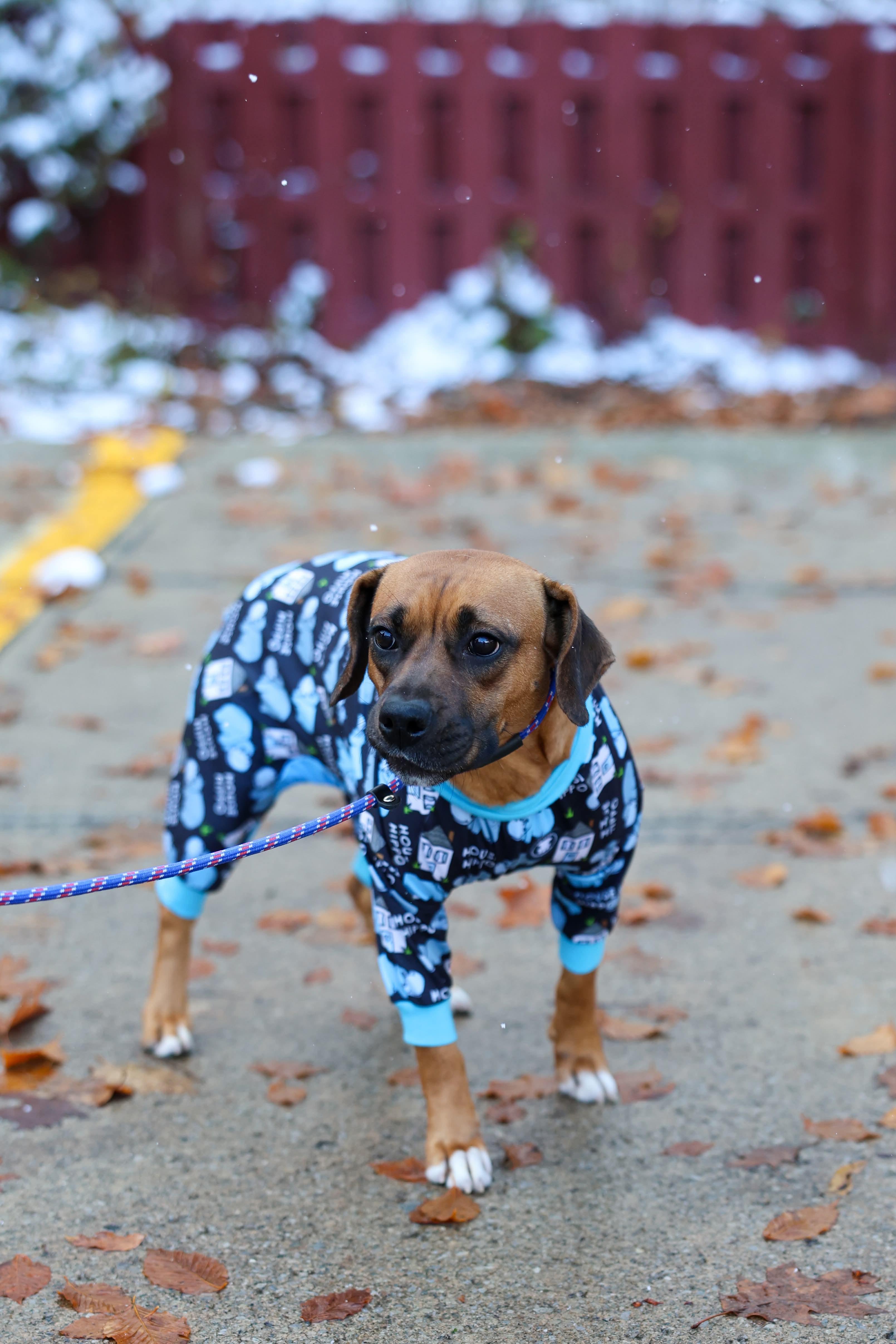 Enlarge Velma, a Adoptable mixed breed in North Olmsted, OH image 2/3