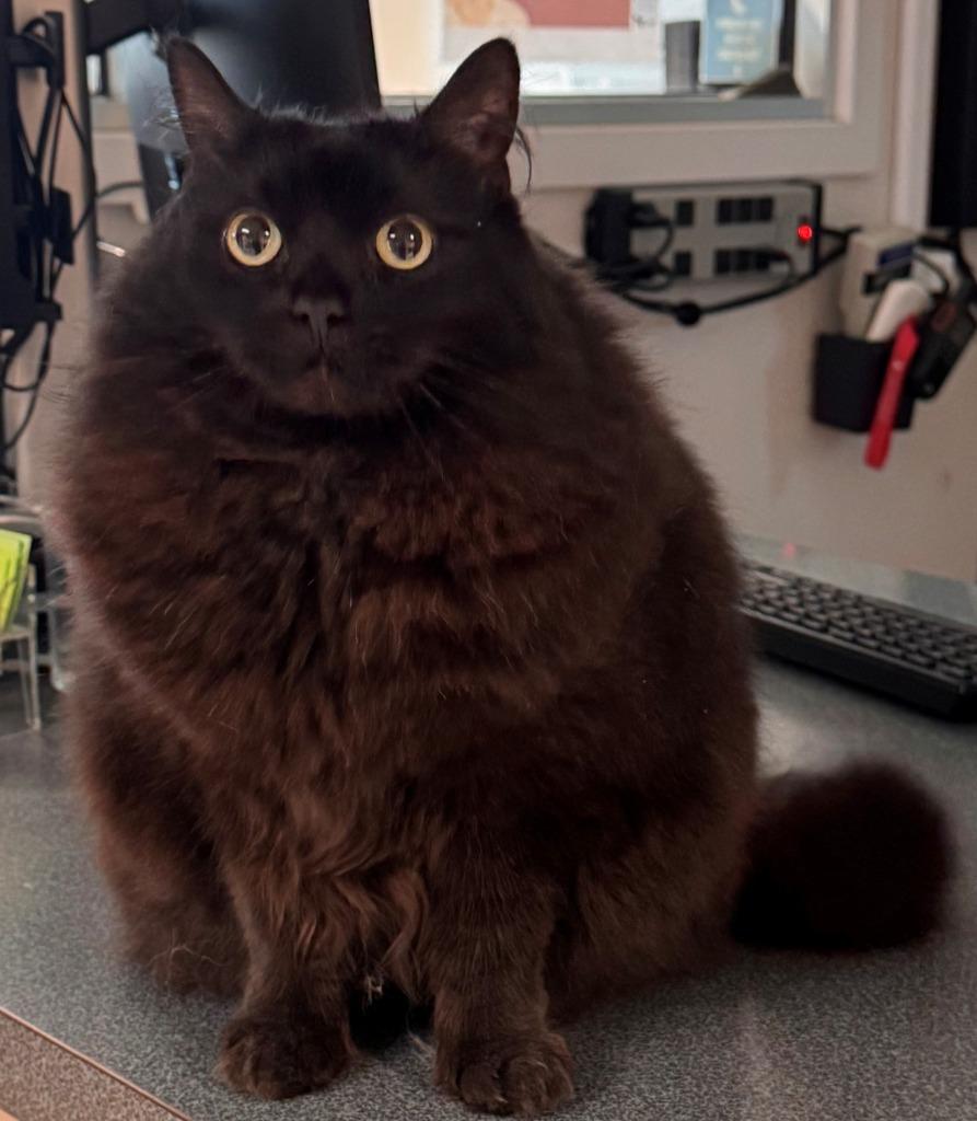 Lyla, Adoptable, Adult Female Domestic Long Hair.