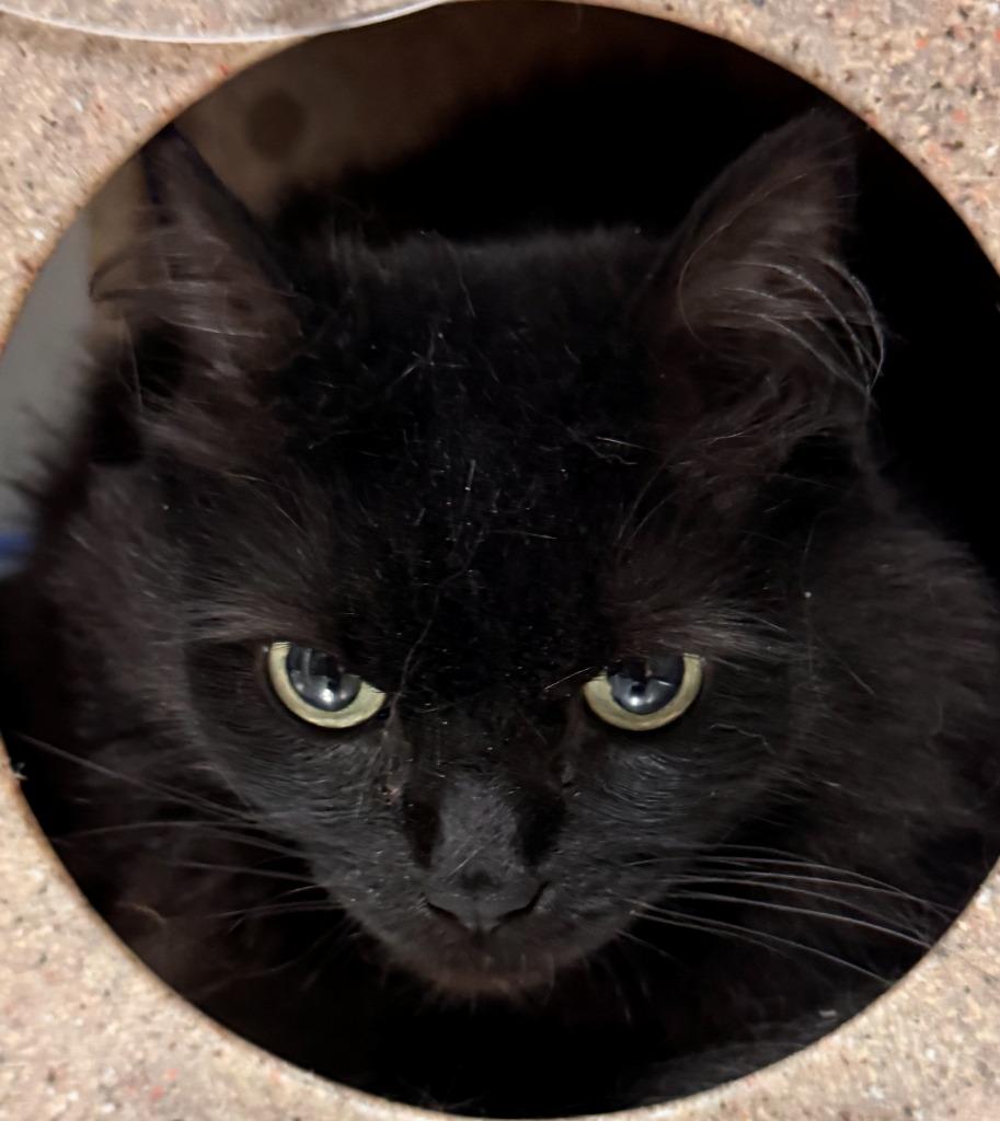 Lyla, a Adoptable mixed breed in Kenai, AK image 2/2