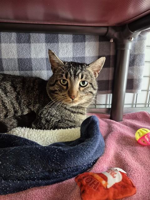 JINGLE, Adoptable, Adult Male Domestic Short Hair.