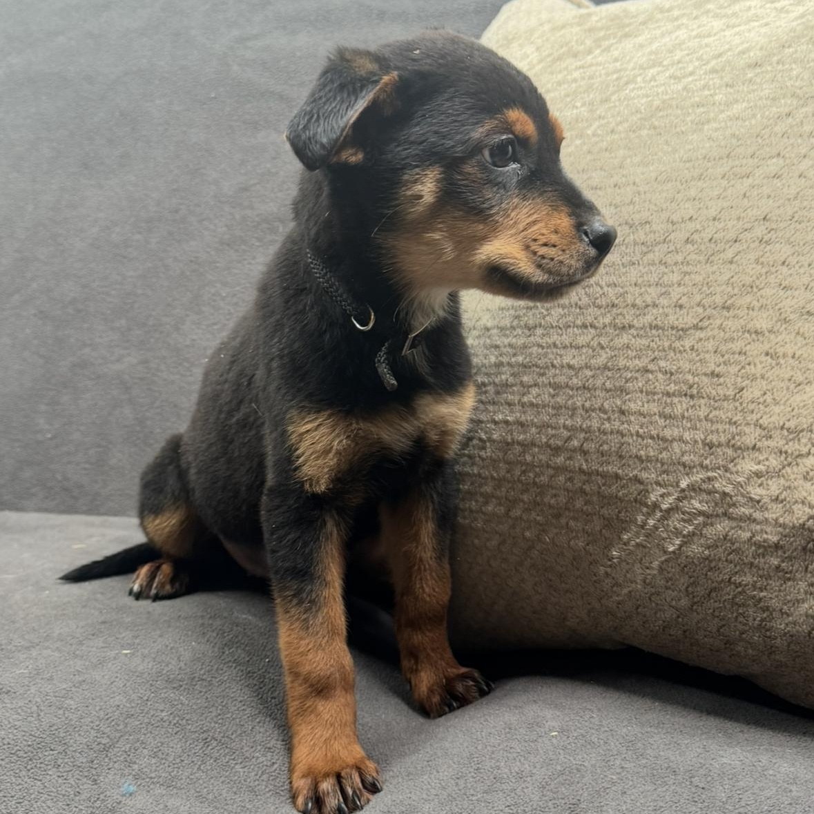 Sawyer , a Adoptable mixed breed in Springfield, IL image 6/6