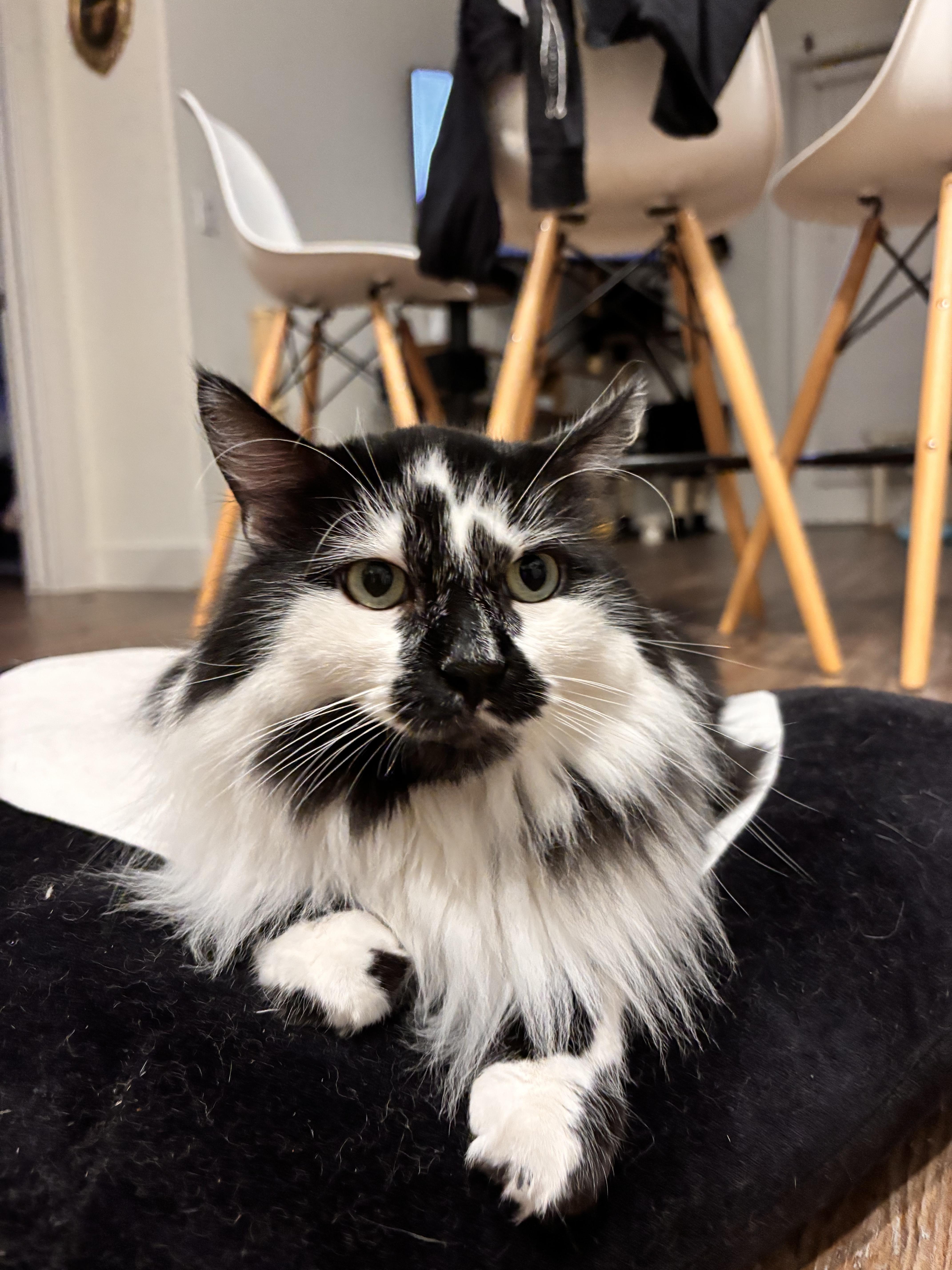 Checkers, Adopted, Adult Male Maine Coon & Domestic Long Hair.