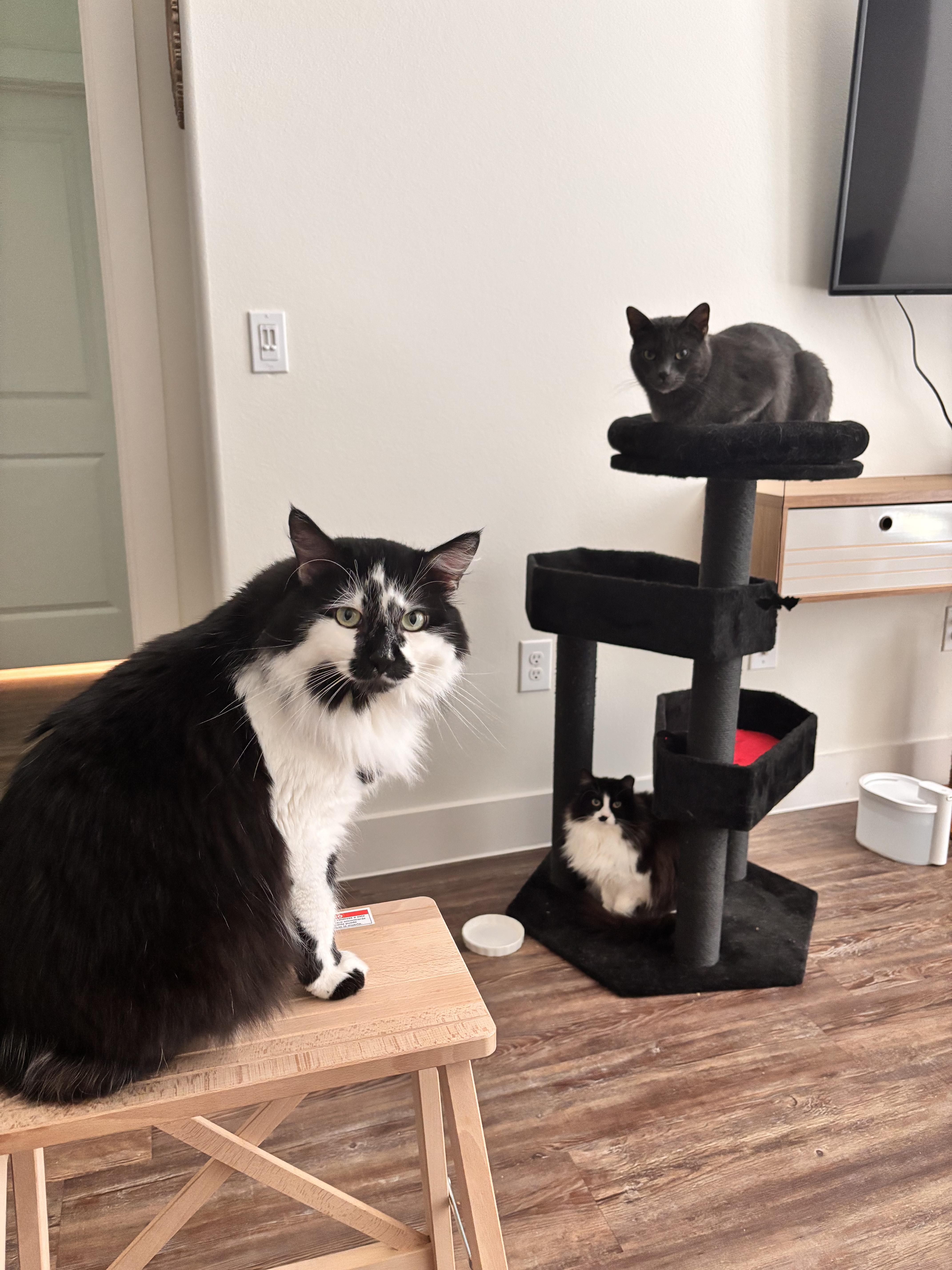 Enlarge Checkers, a Adopted mixed breed in Fort Worth, TX image 3/4