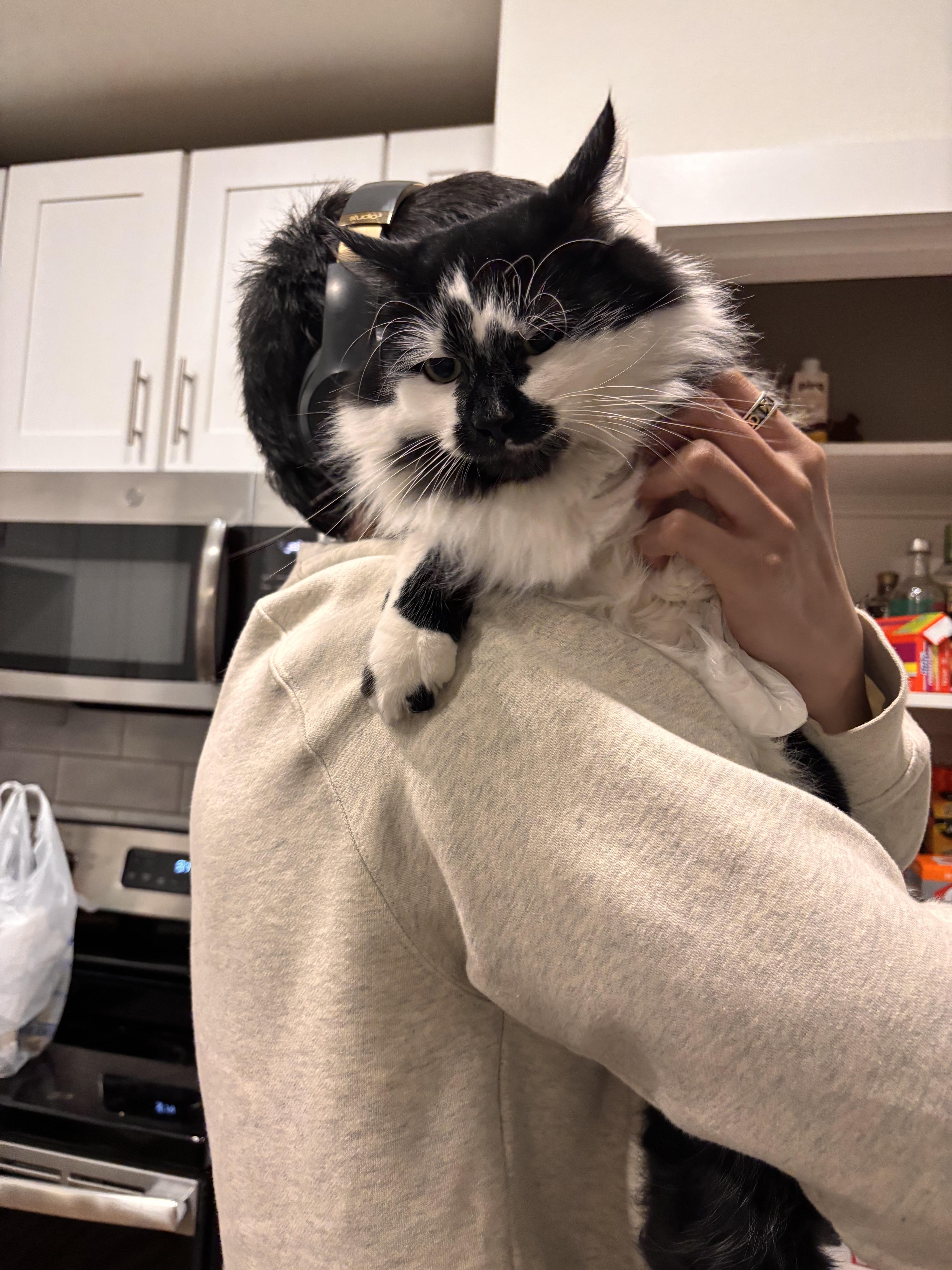 Enlarge Checkers, a Adopted mixed breed in Fort Worth, TX image 4/4