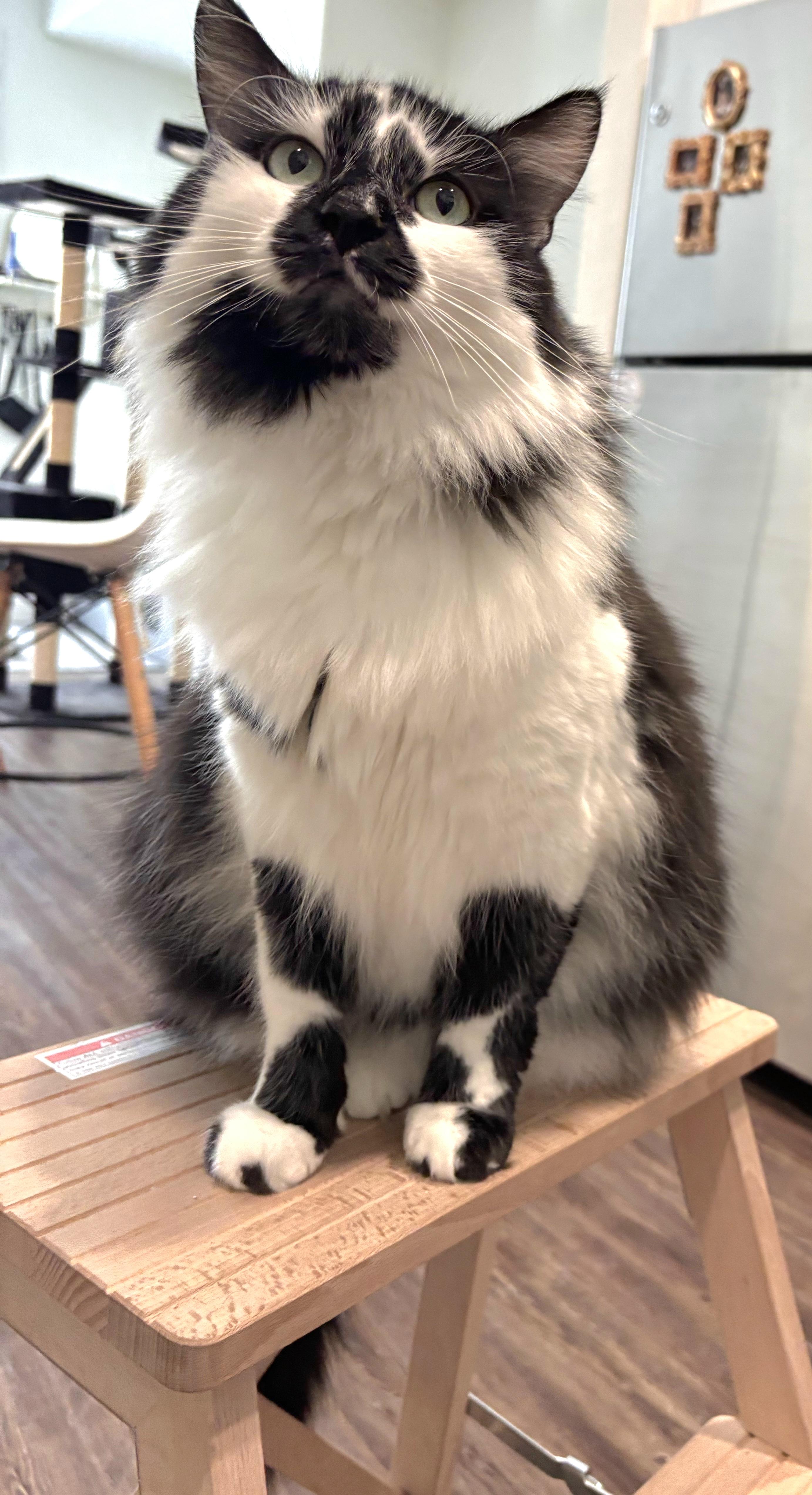 Enlarge Checkers, a Adopted mixed breed in Fort Worth, TX image 2/4