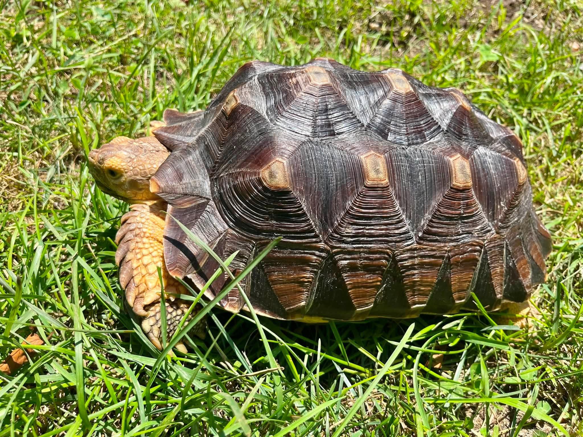 Enlarge Shellington, a ADOPTABLE Sulcata in Palmerton, PA image 2/3