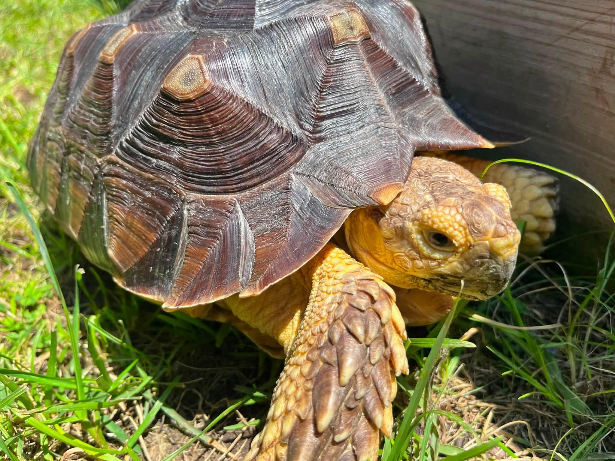 Enlarge Shellington, a ADOPTABLE Sulcata in Palmerton, PA image 3/3