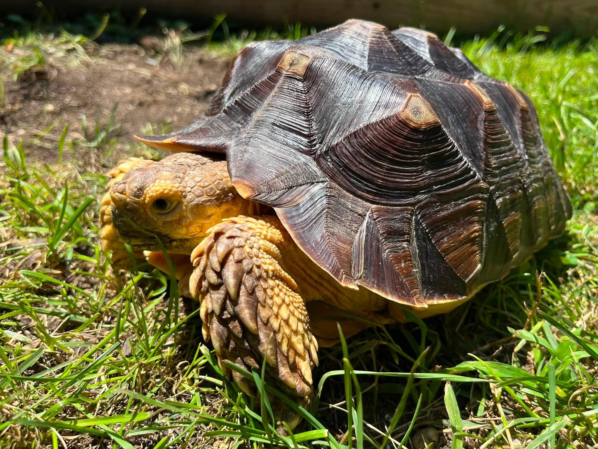 Enlarge Shellington, a ADOPTABLE Sulcata in Palmerton, PA image 1/3