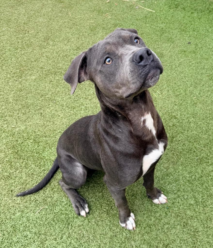 Enlarge Bow, a Adoptable Pit Bull Terrier in Newcastle, OK image 2/2