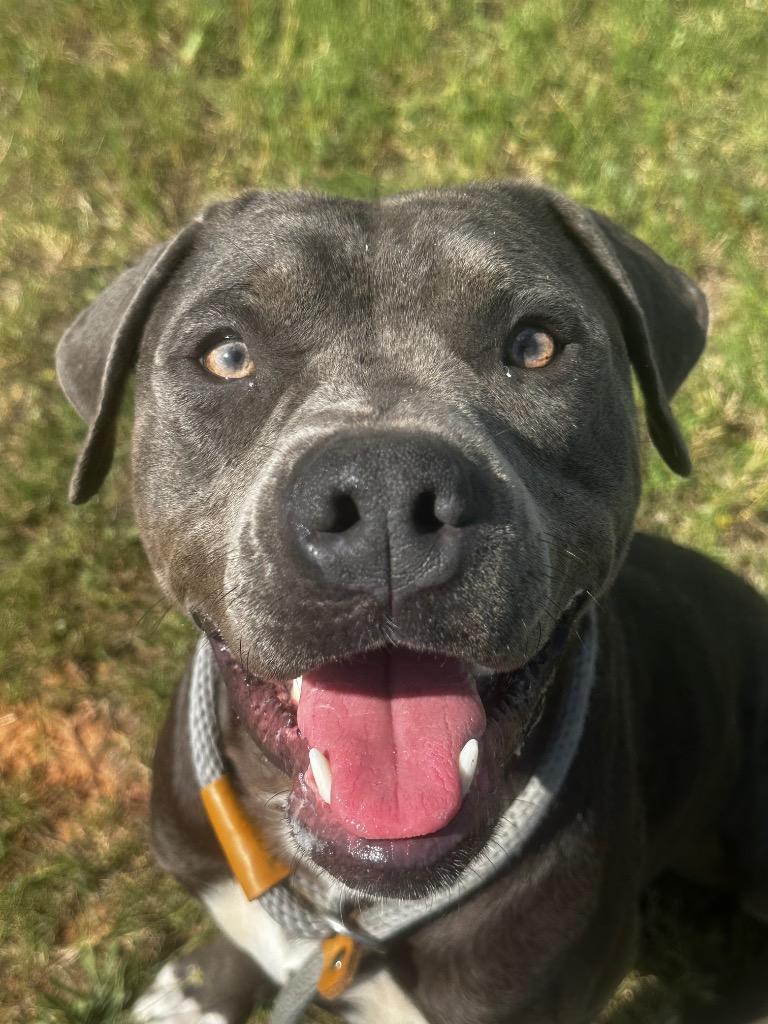 Bow, Adoptable, Young Male Pit Bull Terrier.