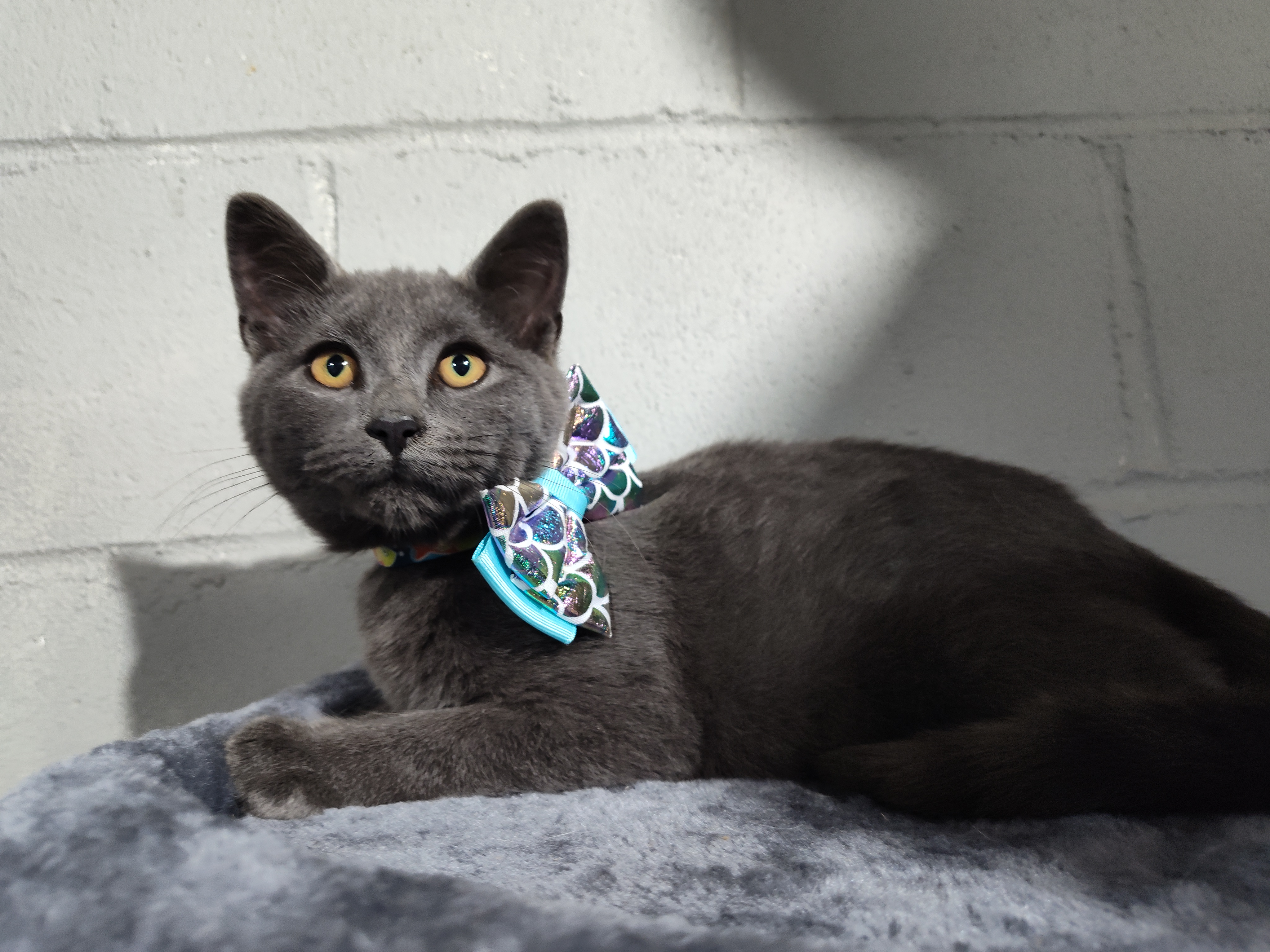 Hachi, Adopted, Kitten Male Russian Blue & Domestic Short Hair.