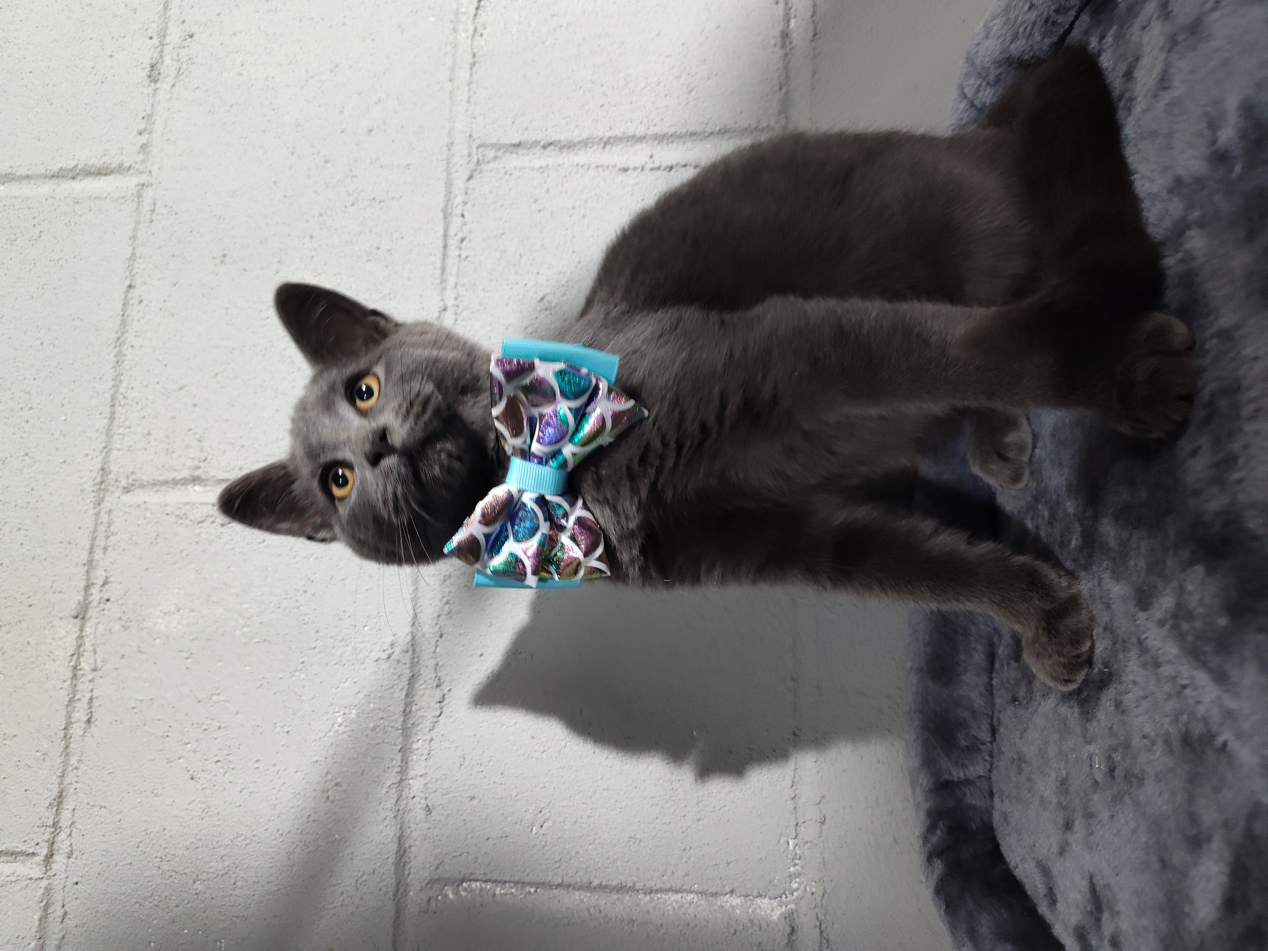 Enlarge Hachi, a Adopted mixed breed in Mastic beach, NY image 2/5