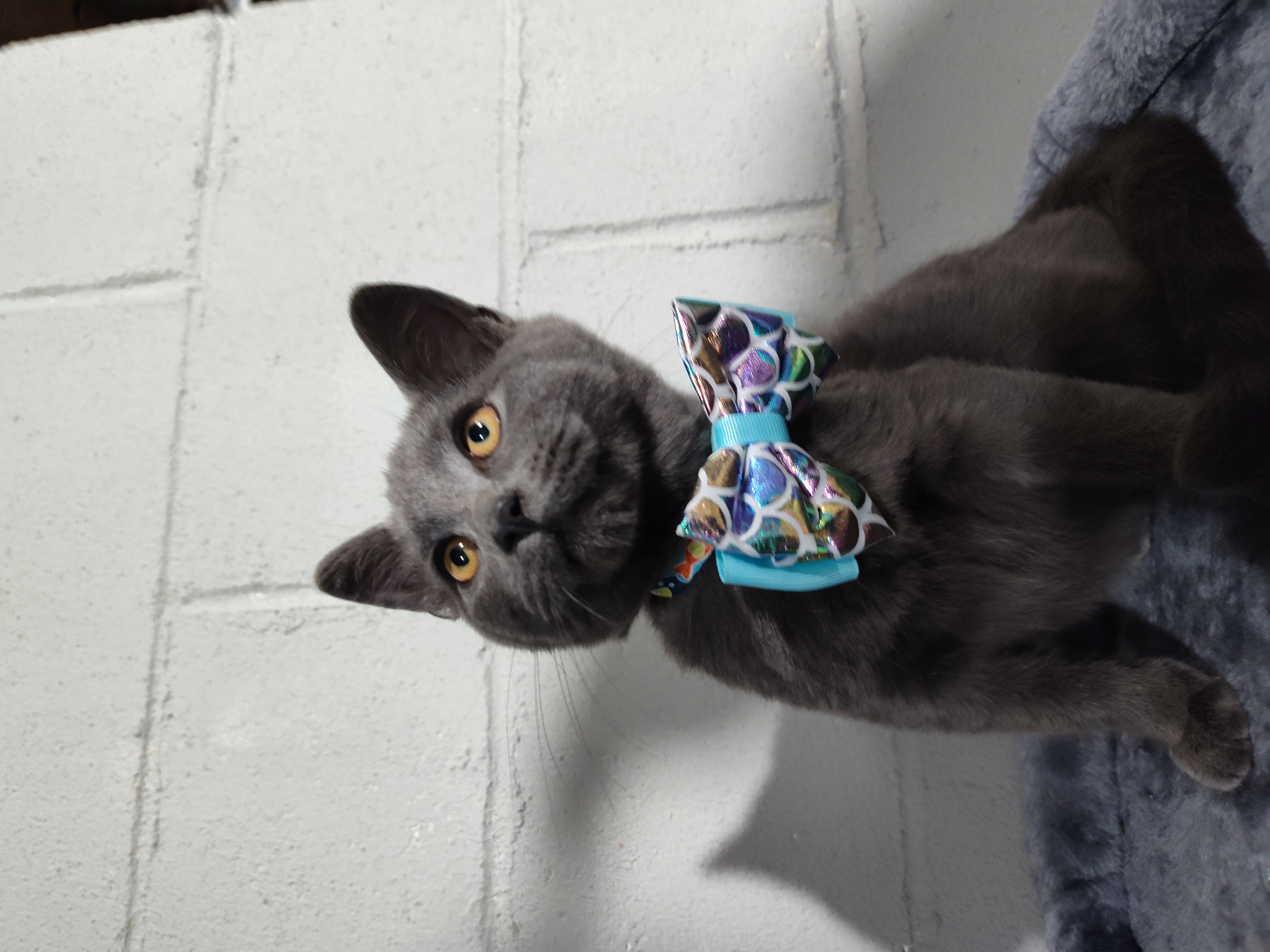 Enlarge Hachi, a Adopted mixed breed in Mastic beach, NY image 3/5