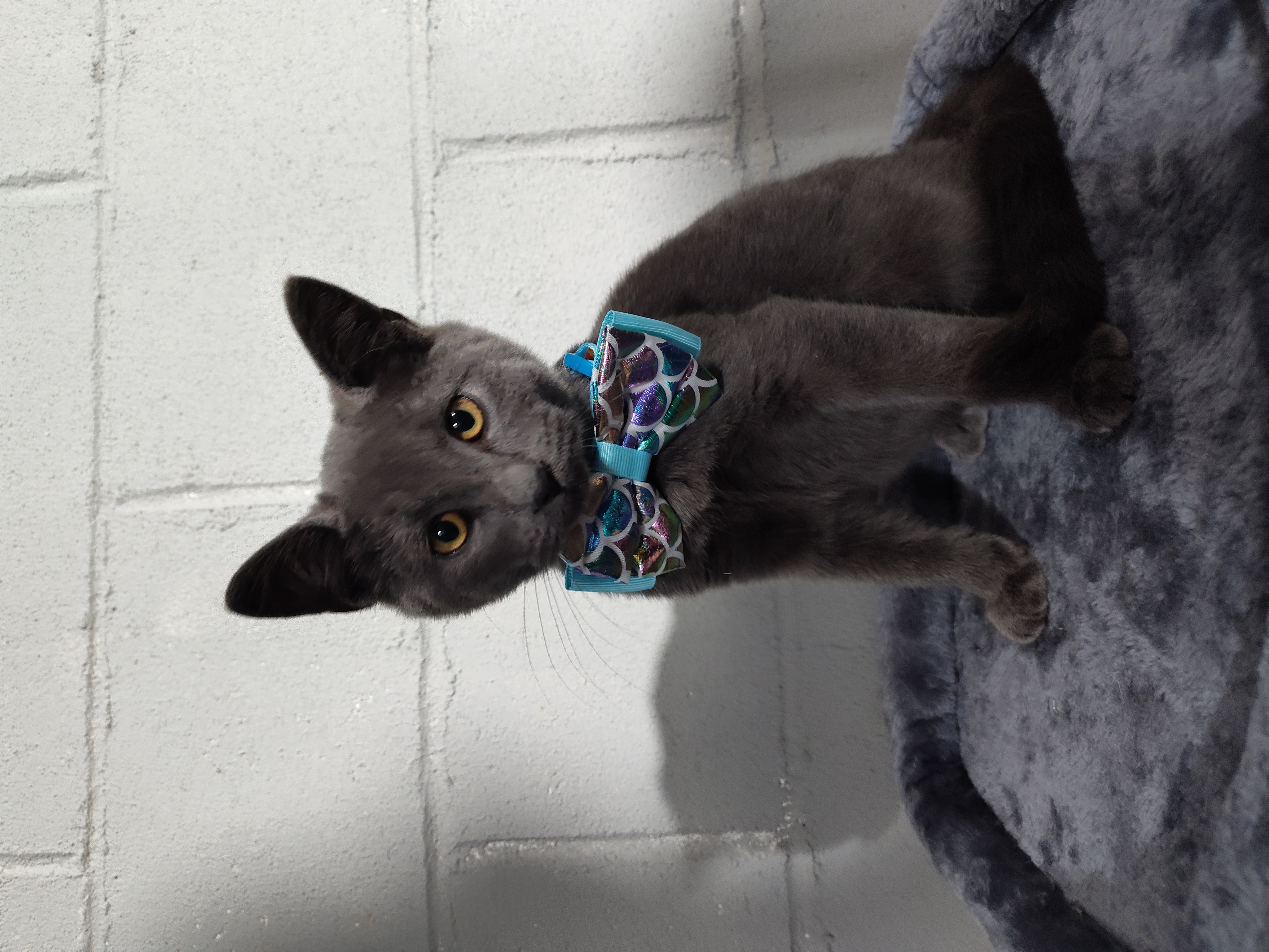 Enlarge Hachi, a Adopted mixed breed in Mastic beach, NY image 4/5