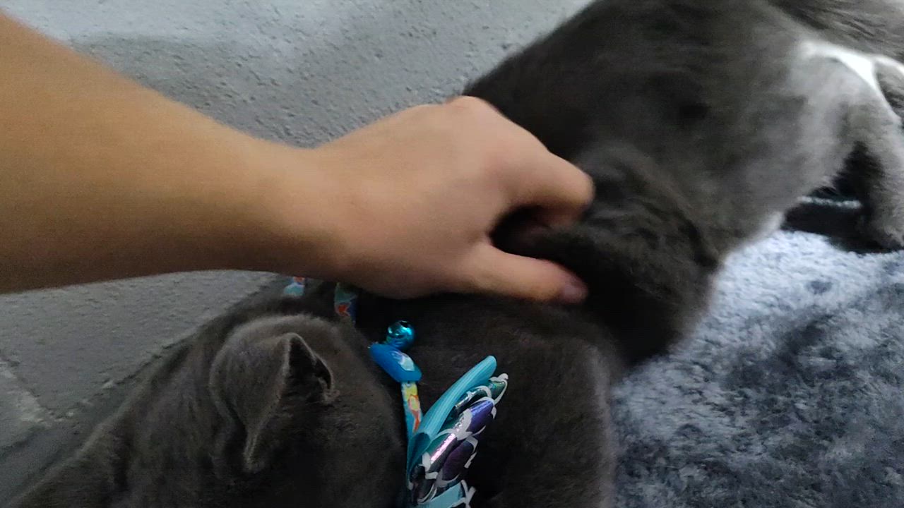 Enlarge Hachi, a Adopted mixed breed in Mastic beach, NY video 5/5