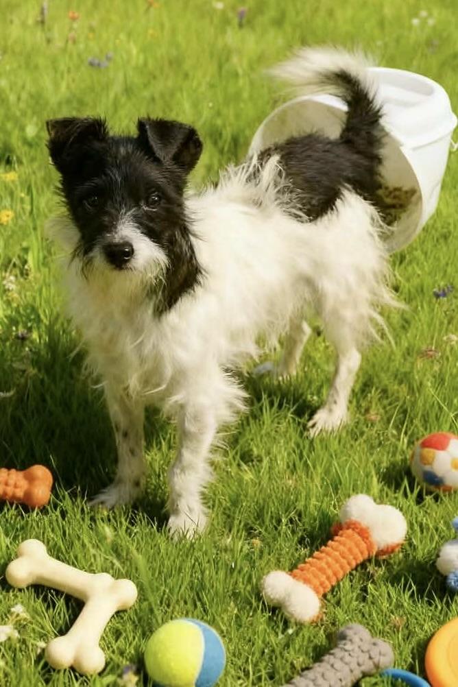 Spot, ADOPTABLE, Young Male Wirehaired Terrier.