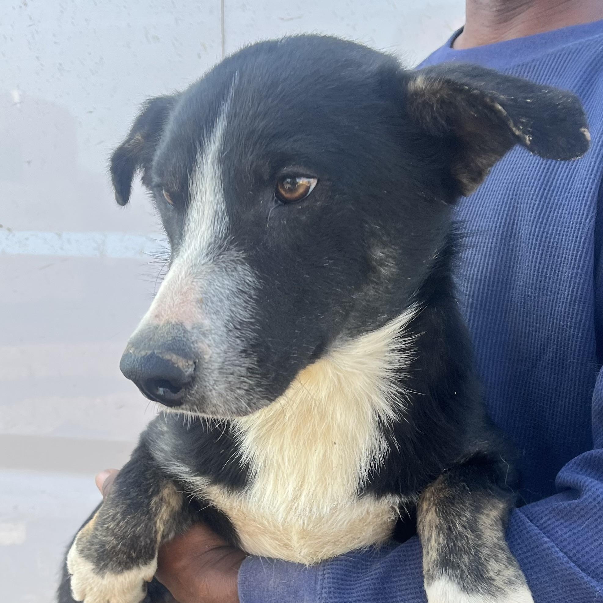 Enlarge 2 Pac - Local March 13-15, an adoptable mixed breed in Gresham, OR image 3/6