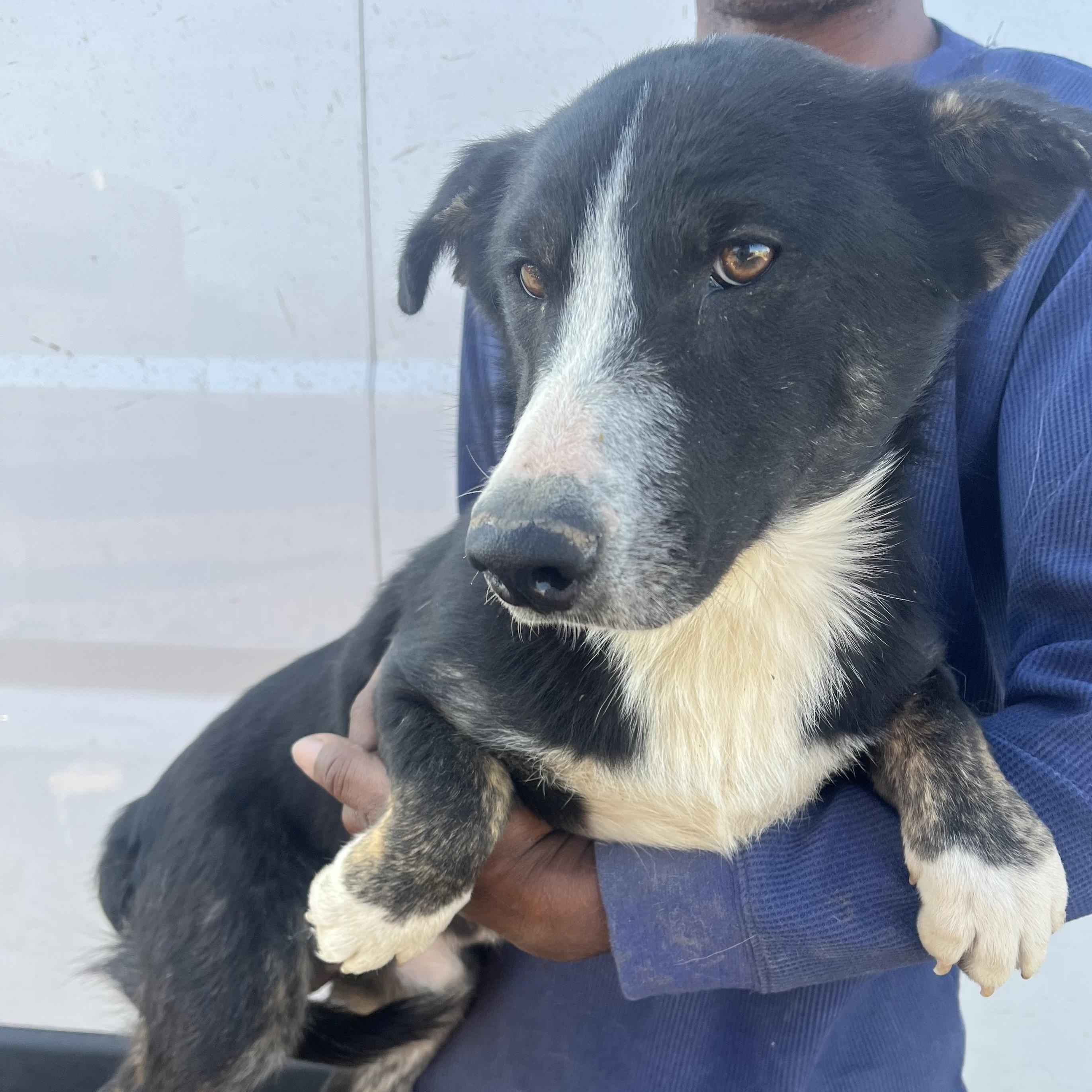 Enlarge 2 Pac - Local March 13-15, an adoptable mixed breed in Gresham, OR image 5/6