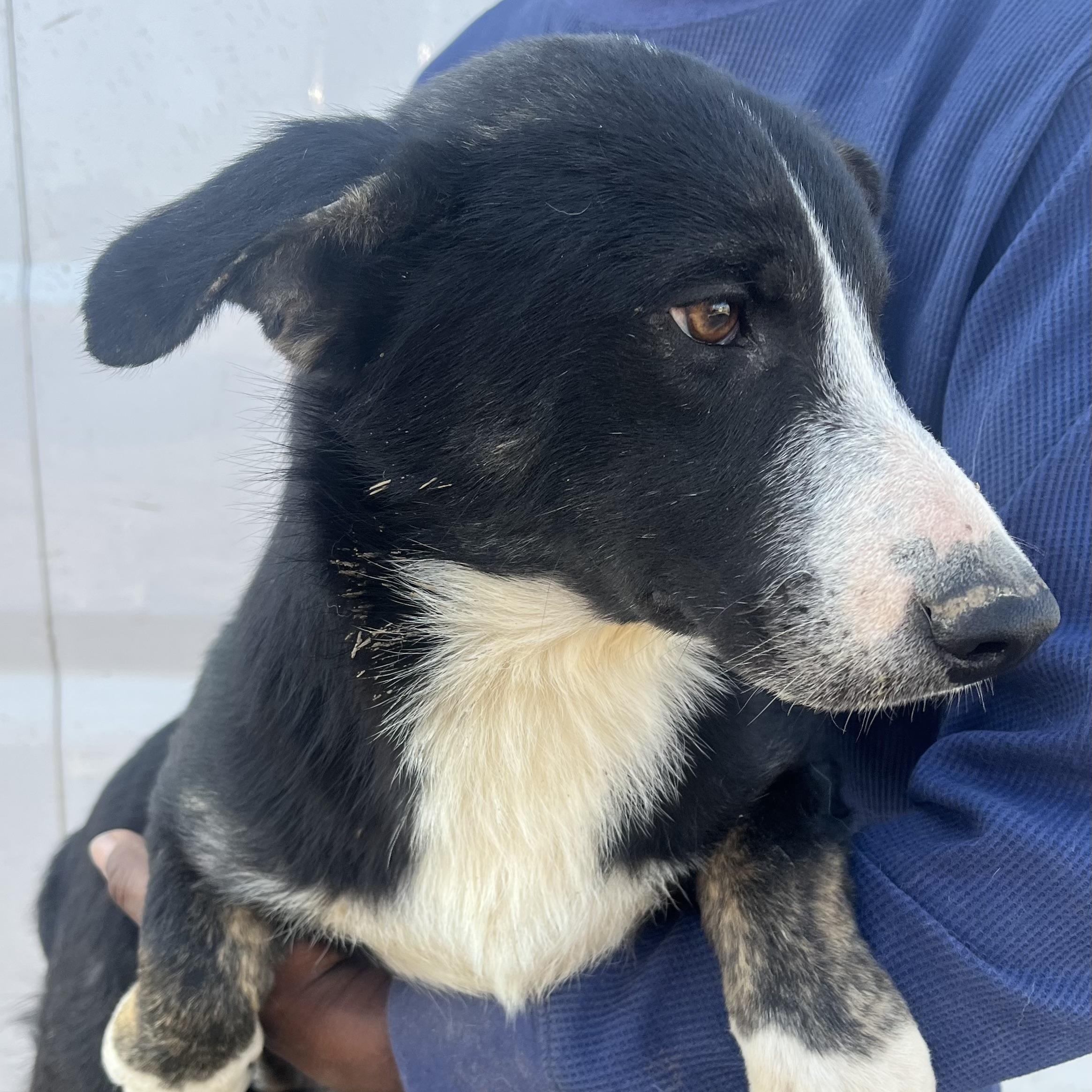 Enlarge 2 Pac - Local March 13-15, an adoptable mixed breed in Gresham, OR image 6/6