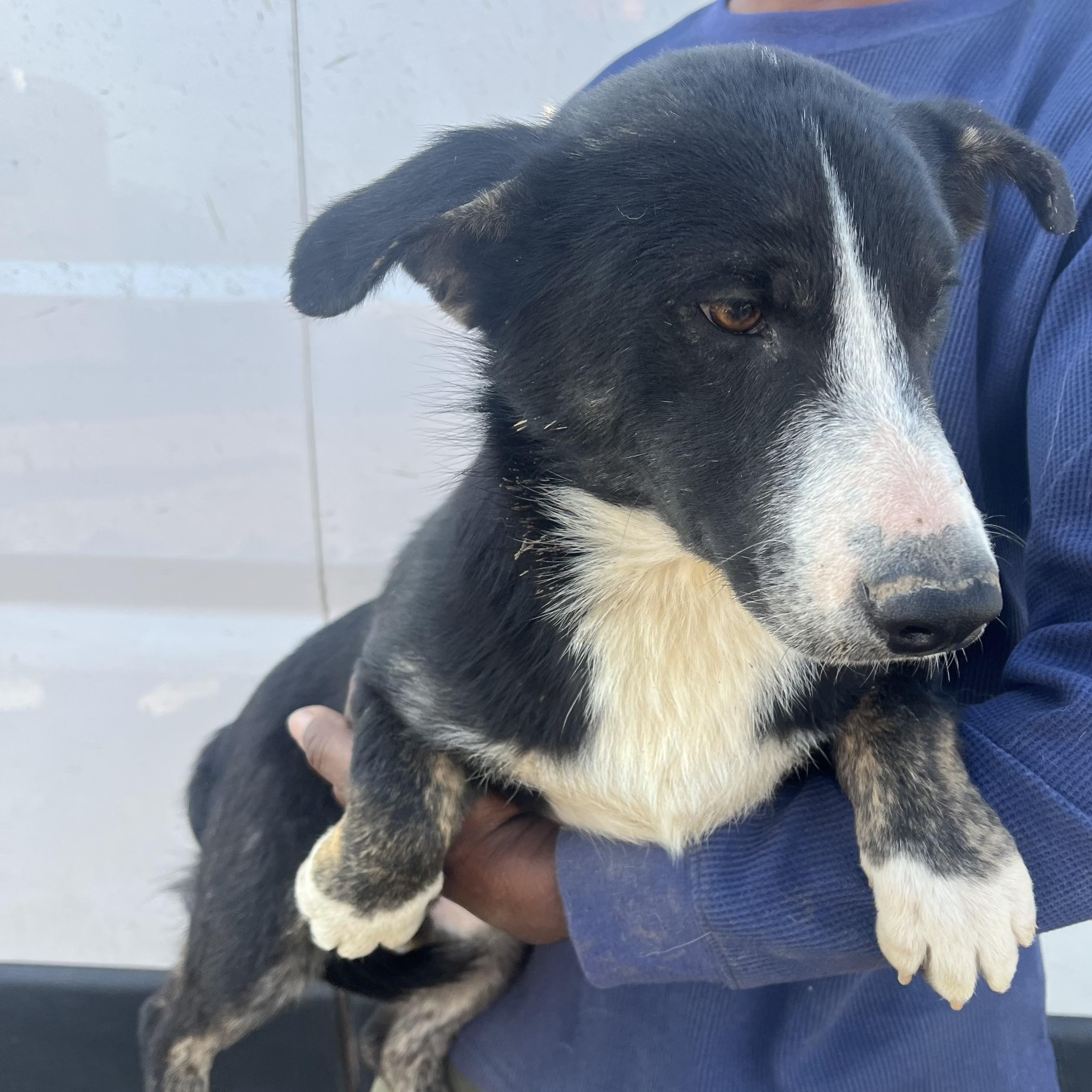 2 Pac - Local February 13-15, adoptable, Young Male Corgi.