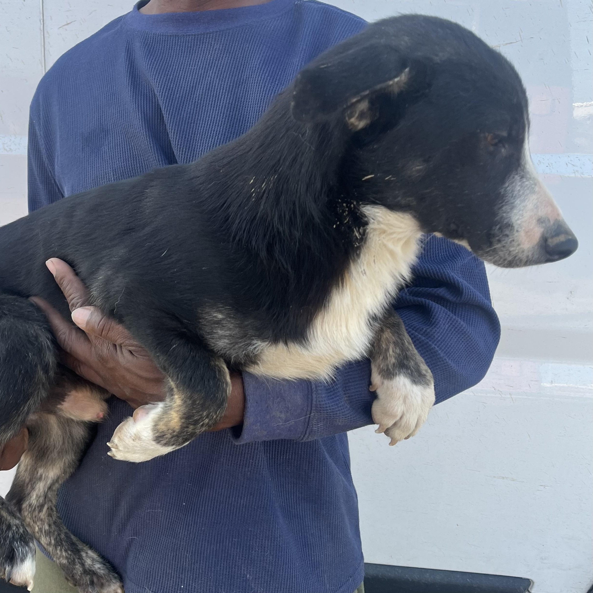 Enlarge 2 Pac - Local March 13-15, an adoptable mixed breed in Gresham, OR image 2/6