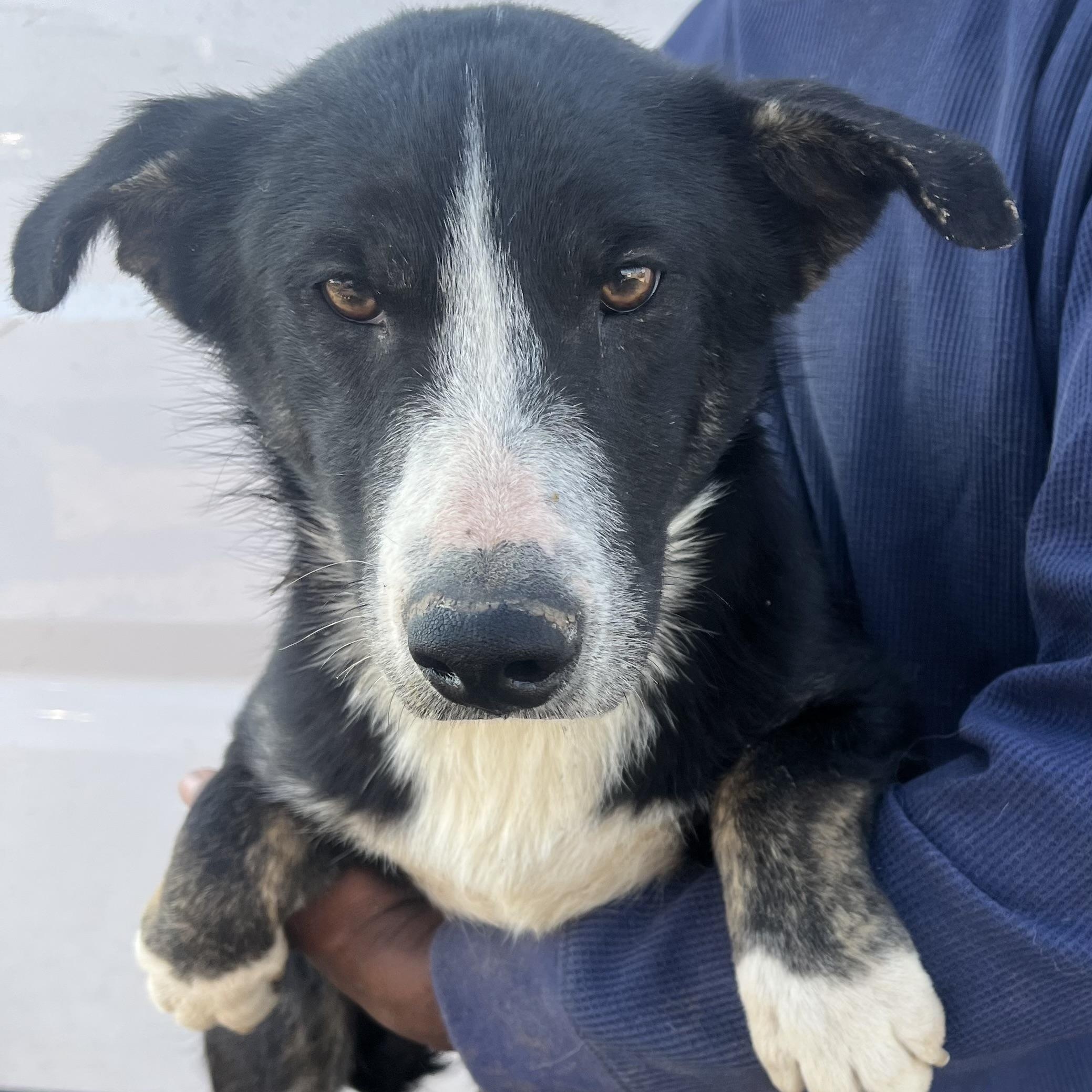 Enlarge 2 Pac - Local March 13-15, an adoptable mixed breed in Gresham, OR image 4/6