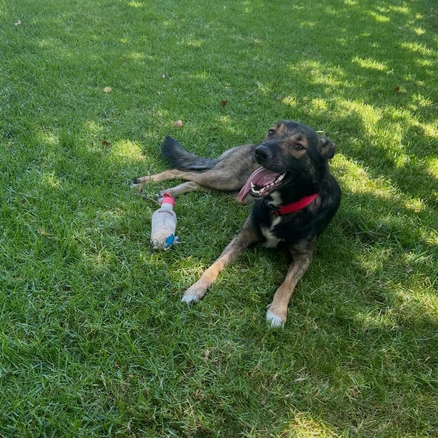 Clyde, a Adoptable mixed breed in Tarzana, CA image 2/5