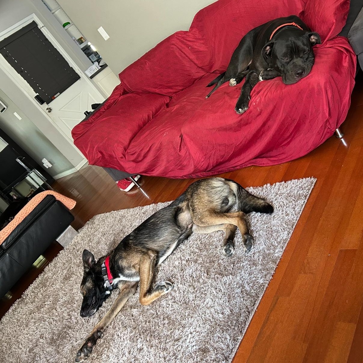 Clyde, a Adoptable mixed breed in Tarzana, CA image 3/5