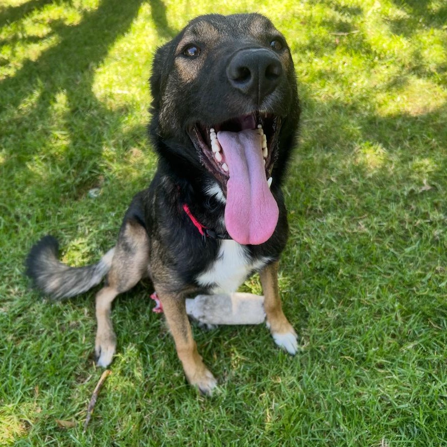 Clyde, Adoptable, Young Male Shepherd.