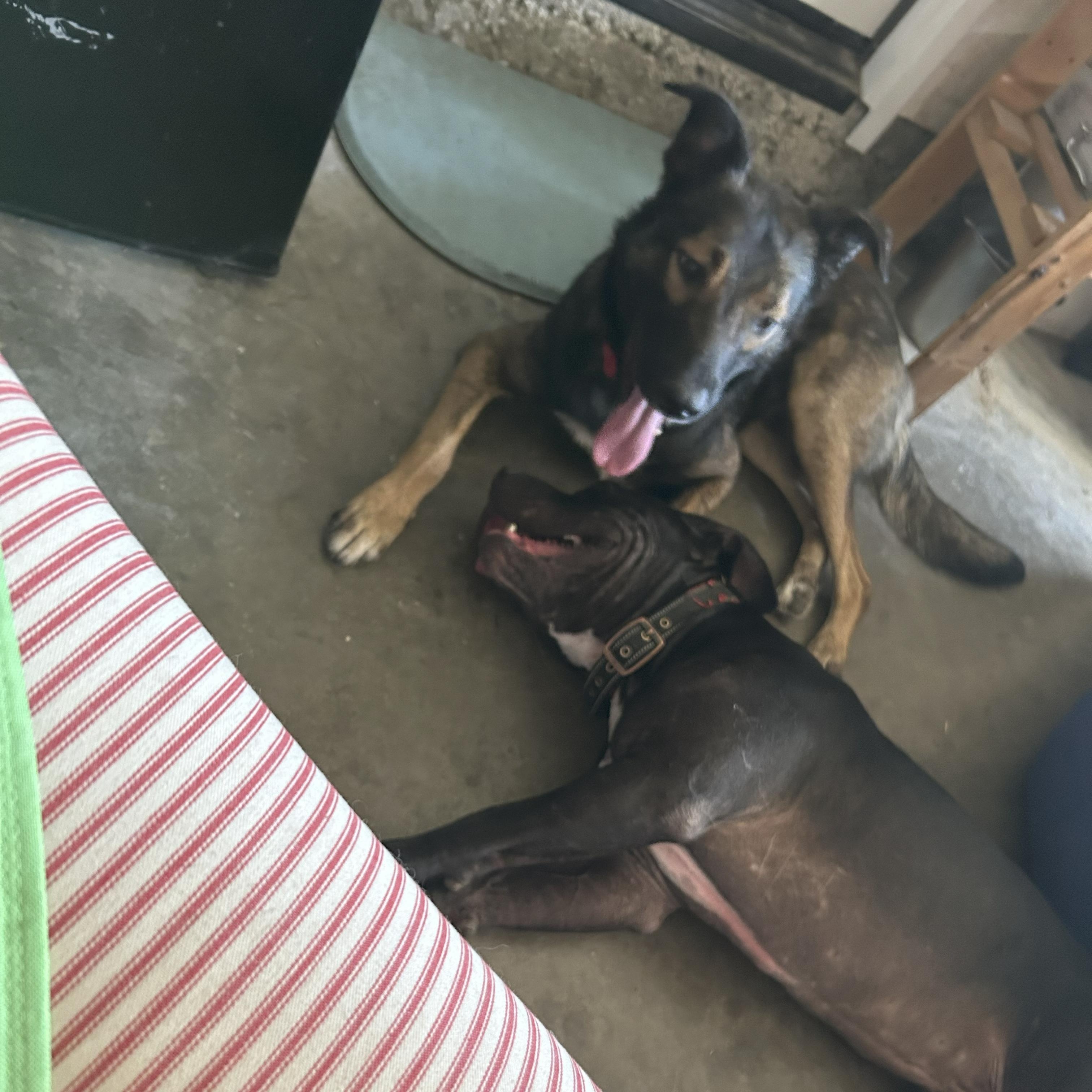 Clyde, a Adoptable mixed breed in Tarzana, CA image 5/5